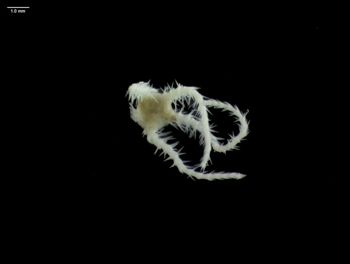 Media type: image; Invertebrate Zoology 145169